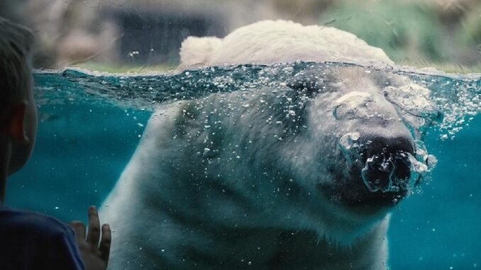 Zvířata vás potěší i v zimě. Zdroj: Fotka od Masa Ushimaru z Pixabay