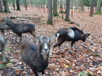 Koutek s lesní zvěří v lesoparku Pintovka v Táboře. Foto: Anna Petruželková