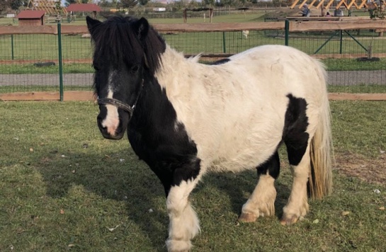 Zdroj foto: zooparkzelcin.cz
