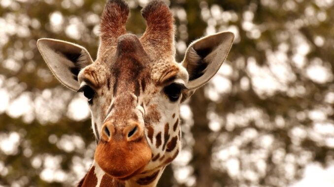 Zdroj foto: Pixabay.com