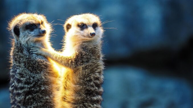 Zdroj foto: Pixabay.com