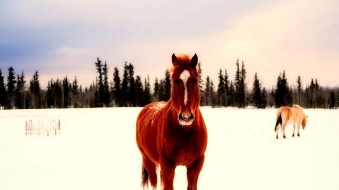 Ilustrační foto. Zdroj: Pixabay.com