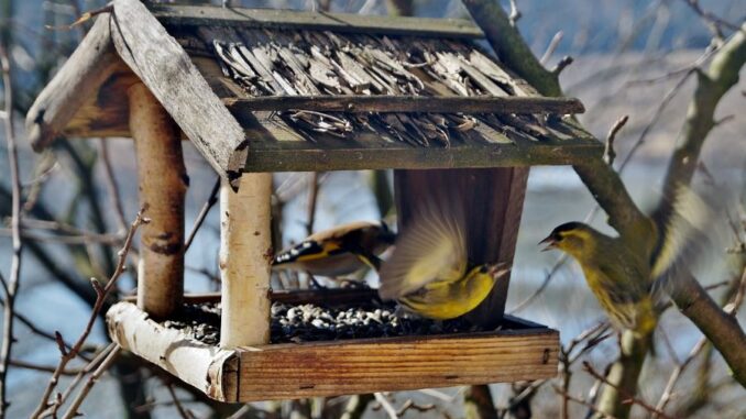 Zdroj foto: Pixabay.com