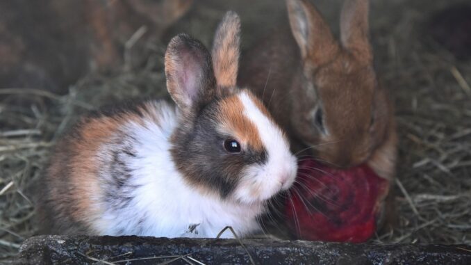 Zdroj foto: Pixabay.com