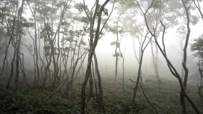 Zdroj foto: Pixabay.com