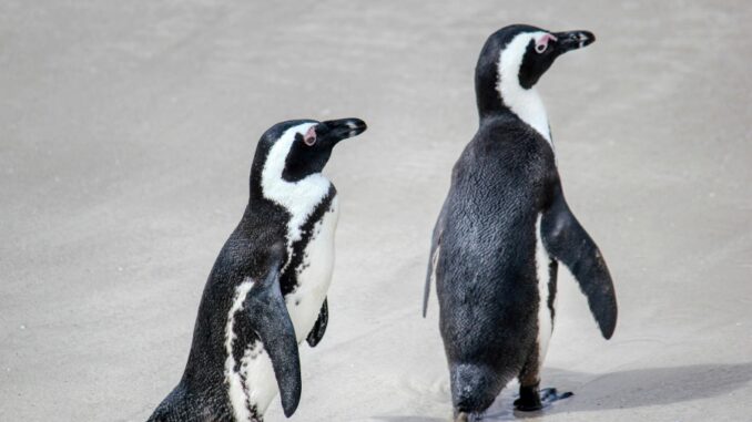 Zdroj foto: Pixabay.com