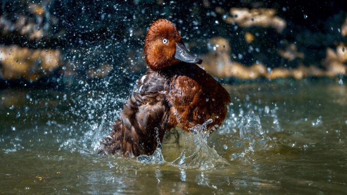 Ilustrační foto. Zdroj: Pixabay.com