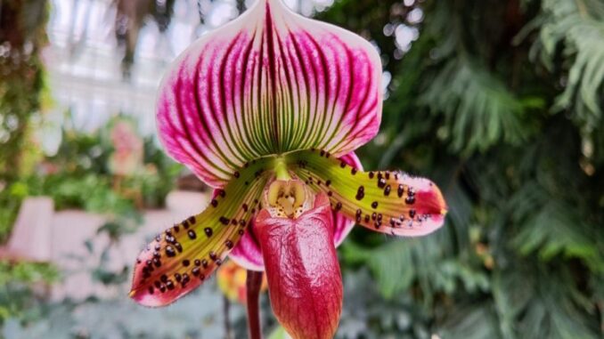 Zdroj foto: Jihočeské muzeum Č. Budějovice