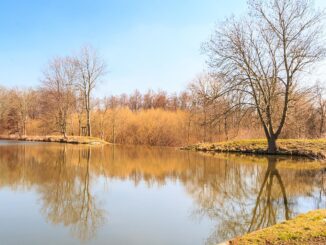 Červenský rybník.