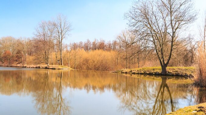 Červenský rybník.