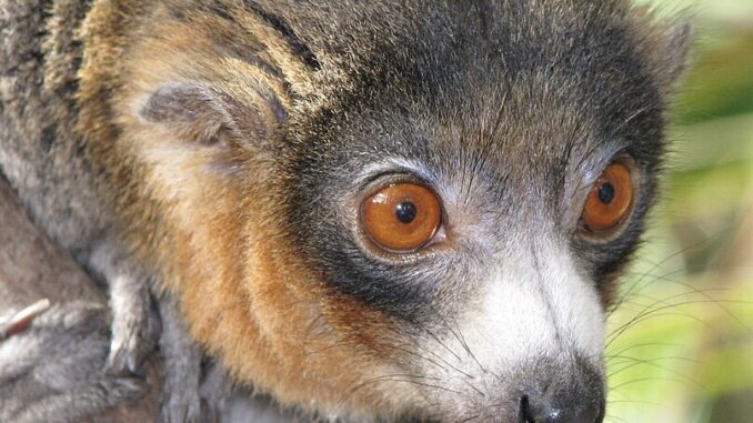 Zdroj foto: commons.wikimedia.org