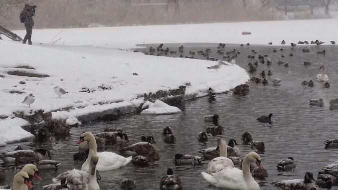 Zdroj foto: commons.wikimedia.org