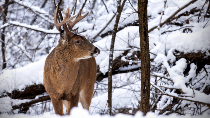 Zdroj foto: Pixabay.com