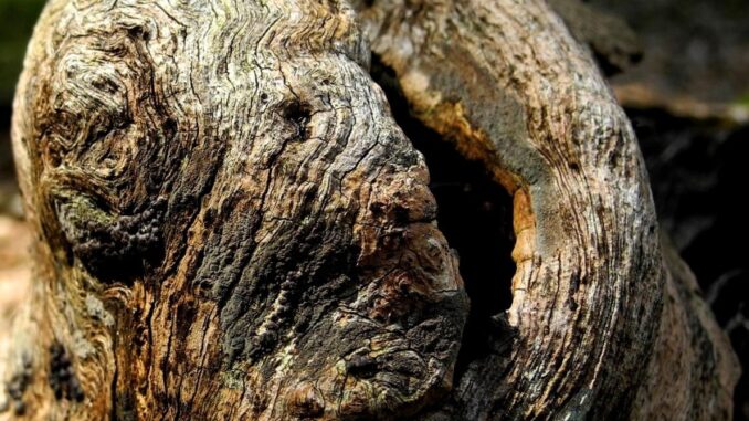 Zdroj foto: Pixabay.com