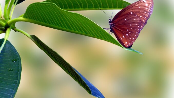 Zdroj foto: Pixabay.com