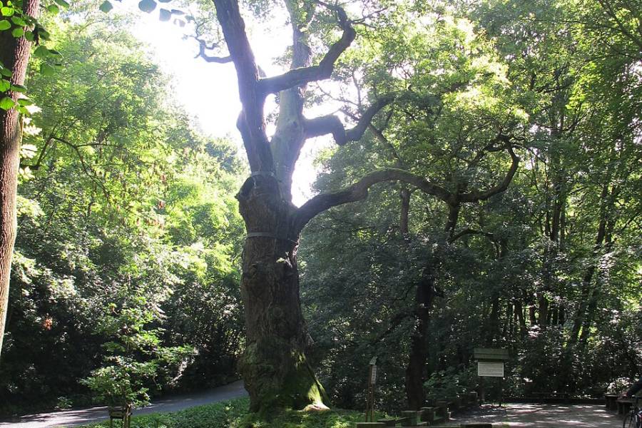 Oldřichův dub na Peruci. Foto: Gortyna, CC BY-SA 3.0, Wikimedia Commons