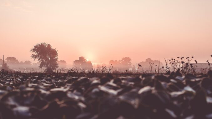 Zdroj foto: Pixabay.com