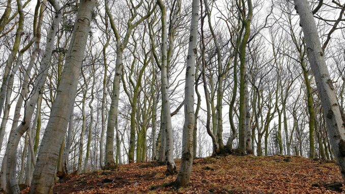 Buky na svahu přírodní rezervace Hloubek.