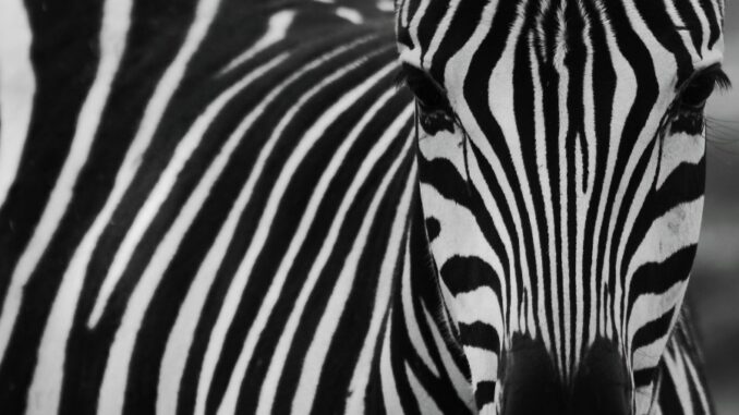 Zdroj foto: Pixabay.com