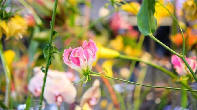 Jaro ve znamení květinových veletrhů a výstav. Zdroj: Výstaviště Flora Olomouc