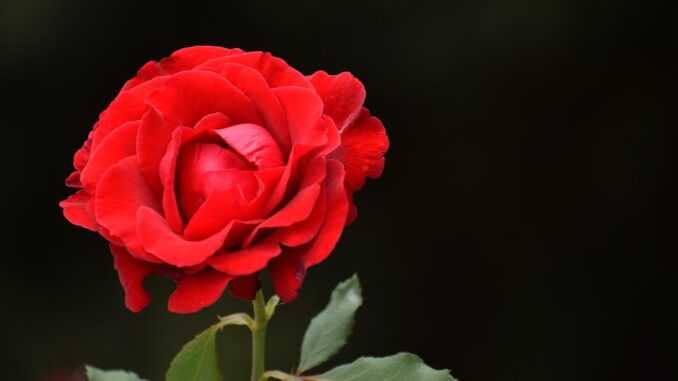 Ilustrační foto. Zdroj: Pixabay.com