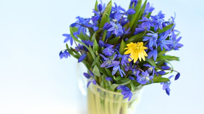 Ilustrační foto. Zdroj: Pixabay.com