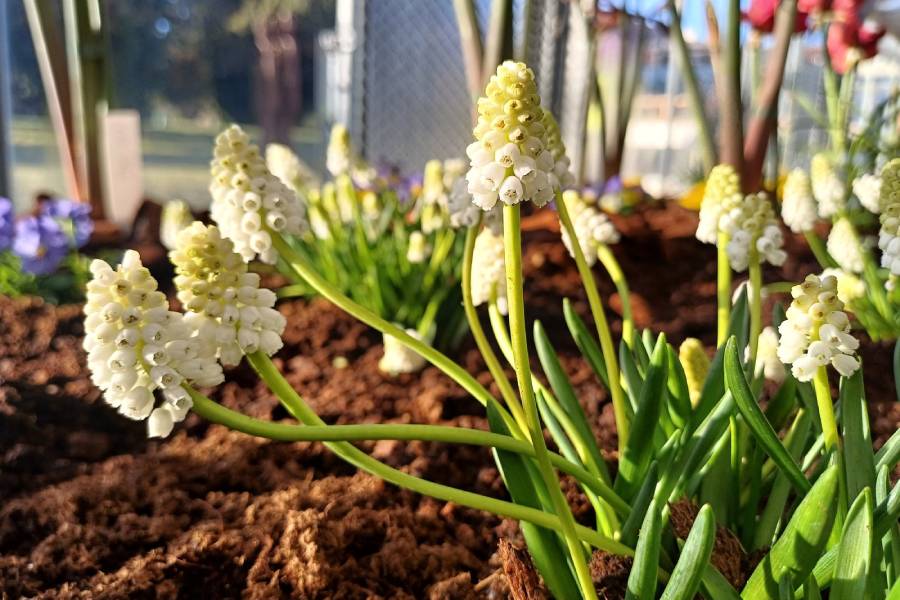 Výstava Předjaří: Zahrada malých gest. Zdroj: Pražský hrad