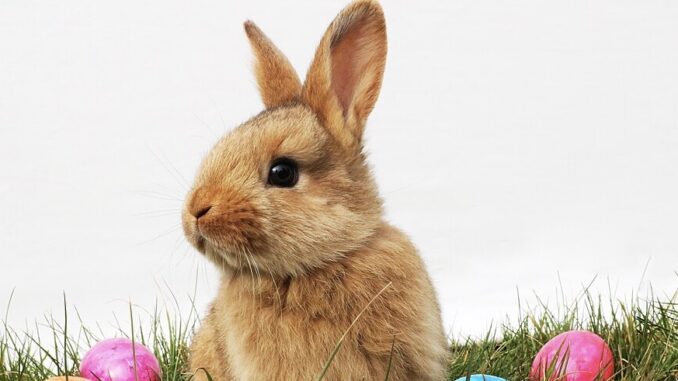 Zdroj foto: commons.wikimedia.org