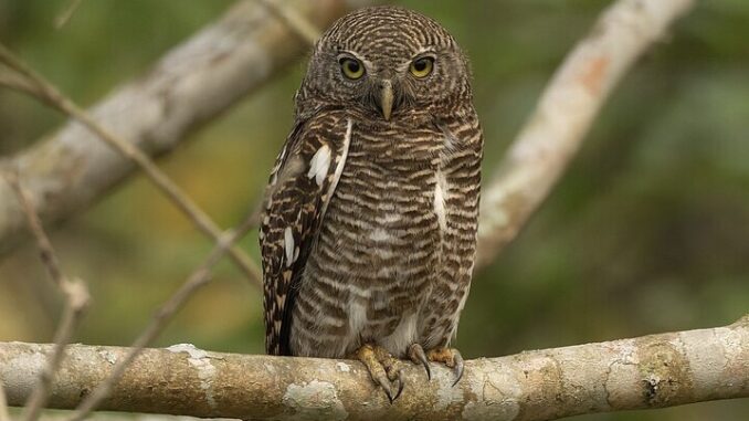 Zdroj foto: commons.wikimedia.org