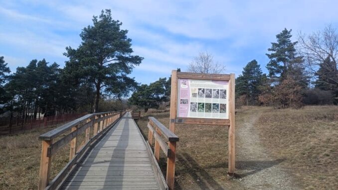Přírodní rezervace Kamenný vrch v Brně. Foto: Anna Petruželková