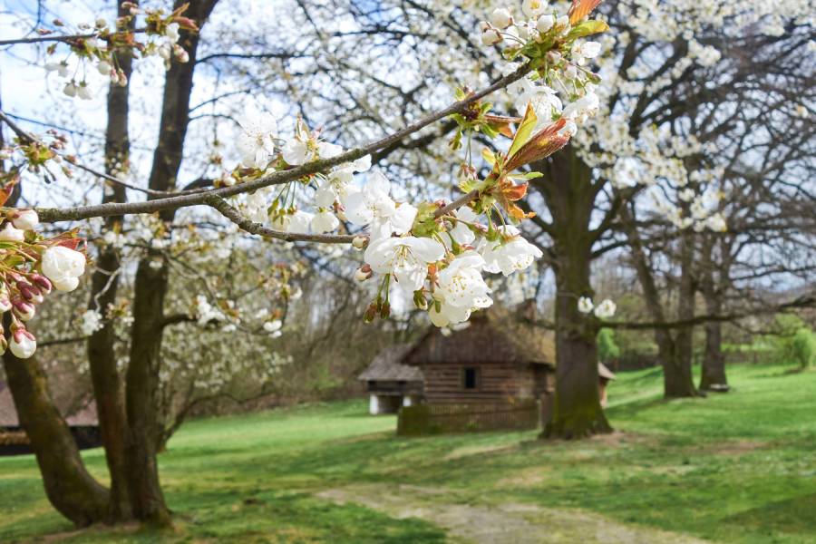 Jaro ve skanzenu Vysoký Chlumec. Zdroj: Hornické muzeum Příbram