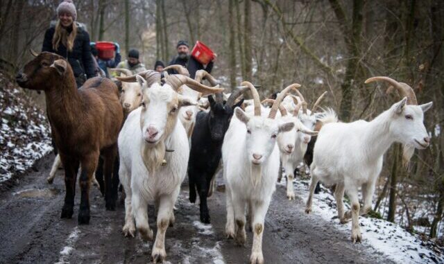 Zdroj foto: prazskapastvina.cz