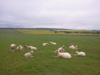 Ekofarma Pařilovi. Ovečky, plemeno merinolandschaf