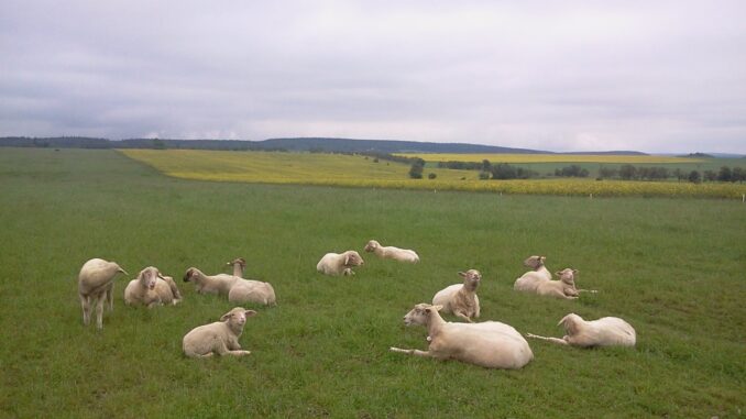 Ekofarma Pařilovi. Ovečky, plemeno merinolandschaf