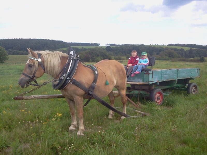 Kamila, plemeno hafling.