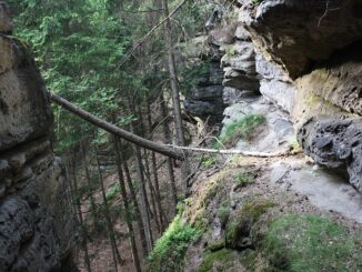 Přírodní rezervace Kostelecké bory.