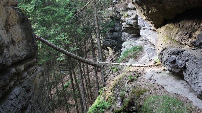 Přírodní rezervace Kostelecké bory.