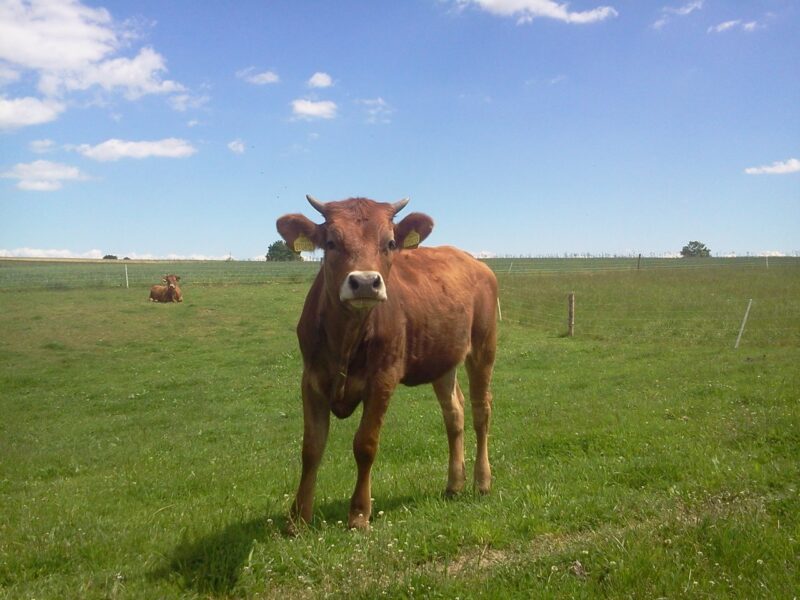Skot plemene Limousine.