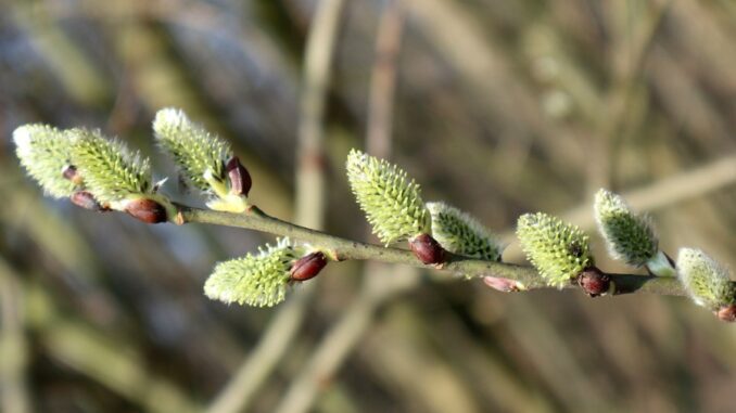 Zdroj foto: Pixabay.com