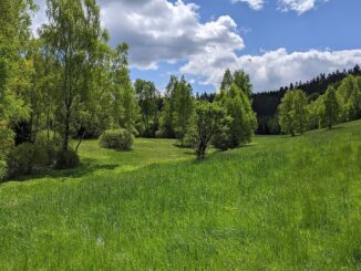 Přírodní rezervace Bažiny.