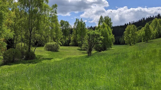 Přírodní rezervace Bažiny.