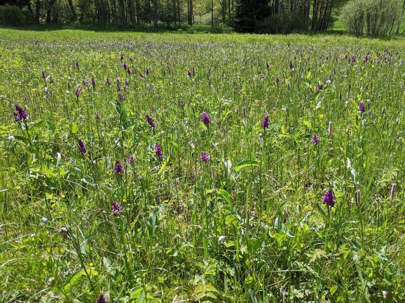 Porost prstnatců májových.