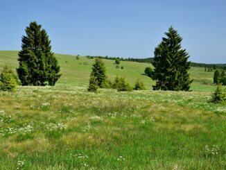 Přírodní rezervace Horská louka u Háje.