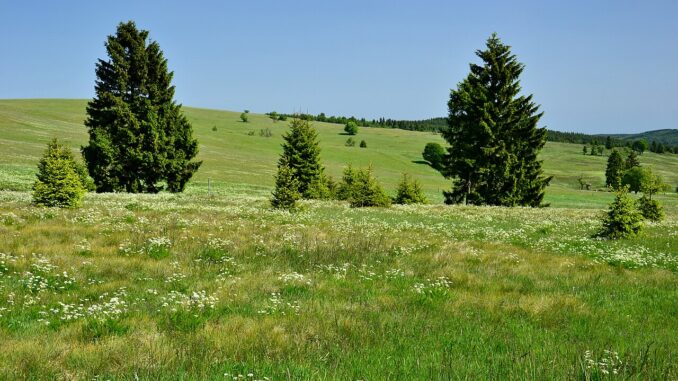 Přírodní rezervace Horská louka u Háje.