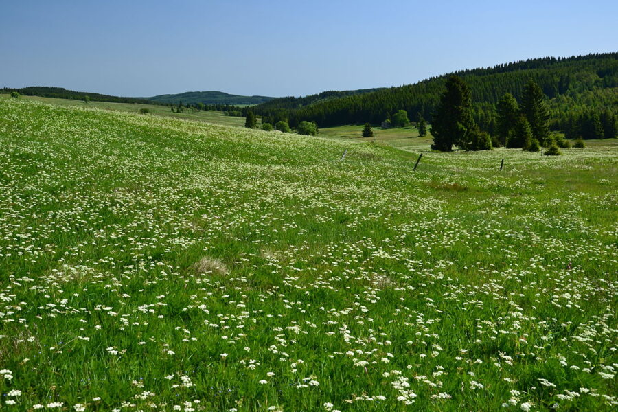 Přírodní rezervace Horská louka u Háje.