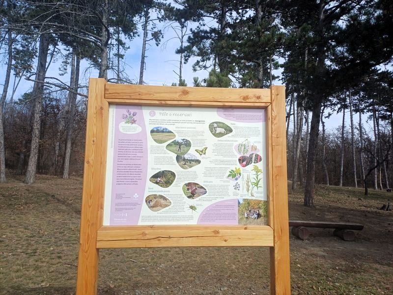 Přírodní rezervace Kamenný vrch v Brně. Foto: Anna Petruželková