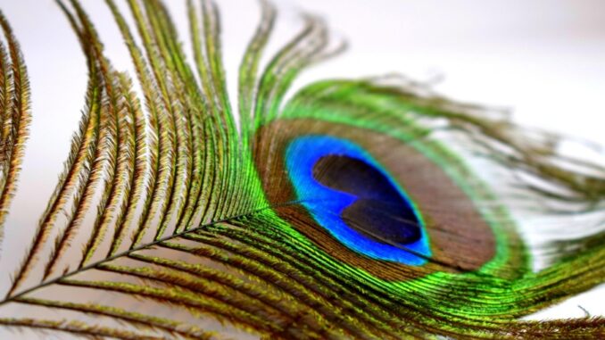 Zdroj foto: Pixabay.com