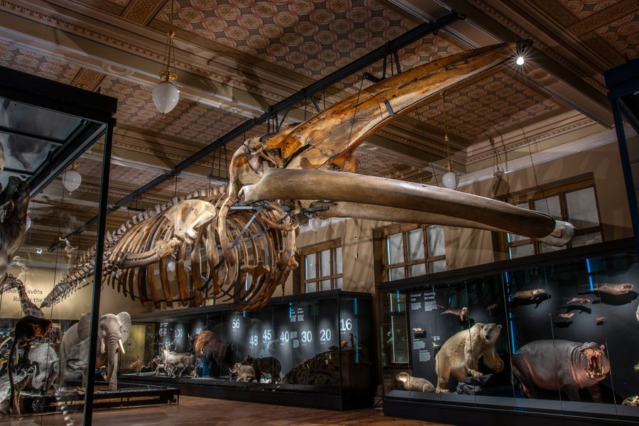 Zdroj: Národní muzeum v Praze