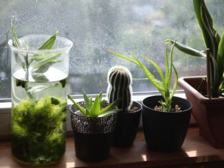 Zdroj foto: Pixabay.com