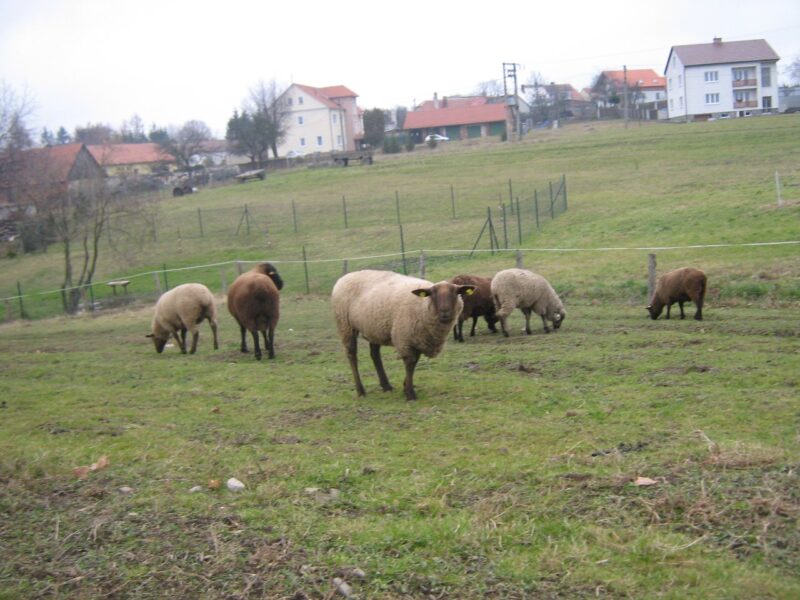 Ekofarma Pařilovi. Jurské ovce.